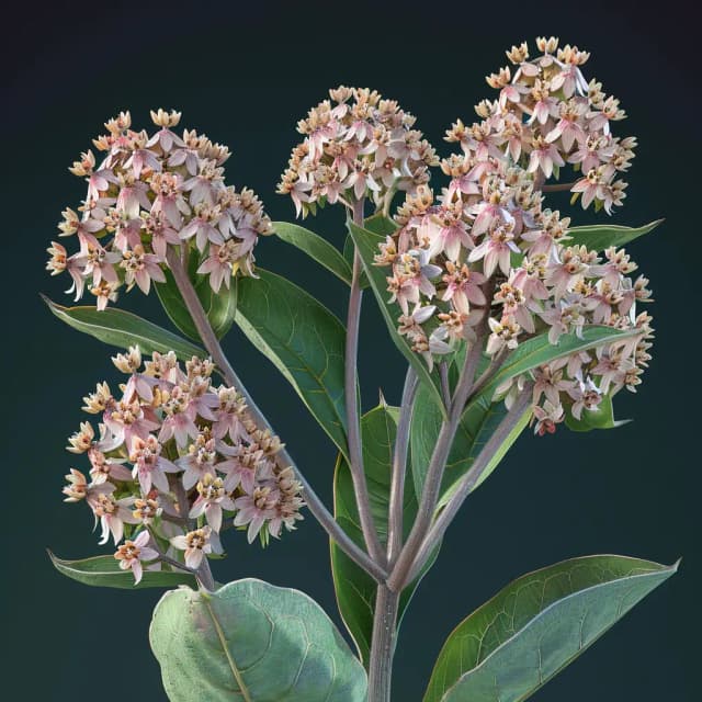 Showy Milkweed Flower